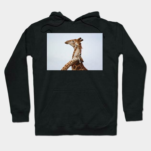 Southern Giraffe (Giraffa giraffa) Hoodie by Ludwig Wagner